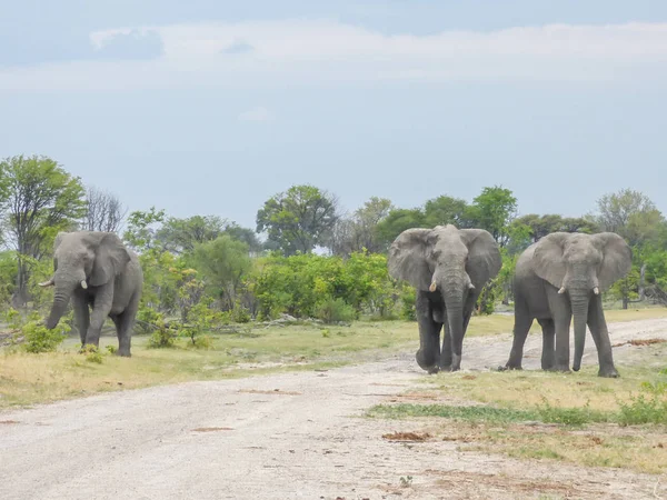 Afrika Filleri Doğal Yaşam Alanı Tropik Savana Botsvana — Stok fotoğraf