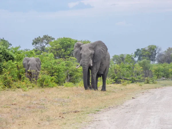Afrika Filleri Doğal Yaşam Alanı Tropik Savana Botsvana — Stok fotoğraf