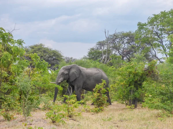 African Elephants Natural Habitat Tropical Landscape Savanna Botswana — Stock Photo, Image