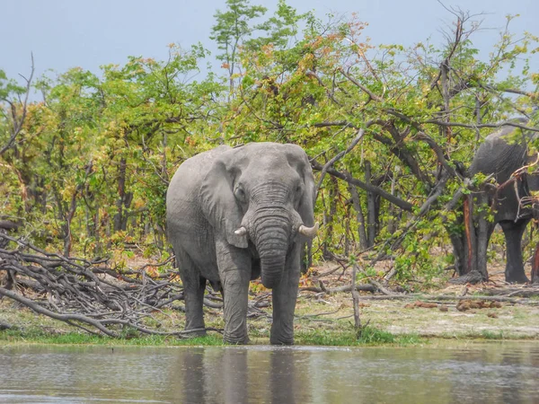 Afrika Filleri Doğal Yaşam Alanı Içme Suyu Gölü Tropik Savana — Stok fotoğraf