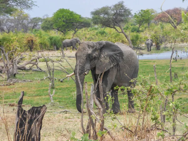 Elefantes Africanos Habitat Natural Paisagem Tropical Savana Botsuana — Fotografia de Stock