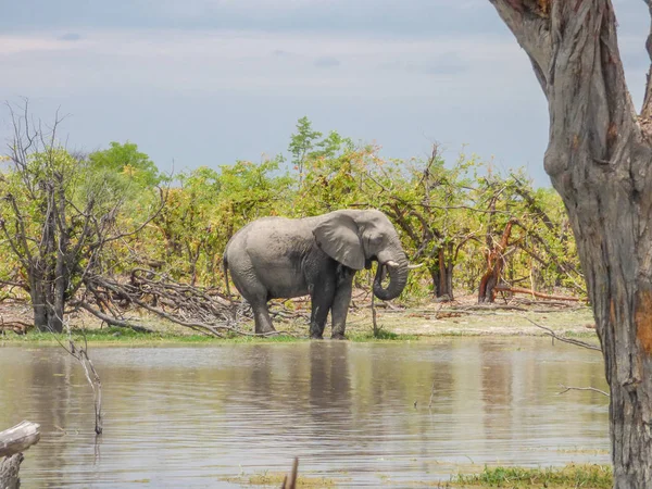 Afrika Filleri Doğal Yaşam Alanı Içme Suyu Gölü Tropik Savana — Stok fotoğraf