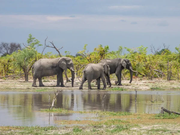 Elefantes Africanos Habitat Natural Água Potável Lago Paisagem Tropical Savana — Fotografia de Stock