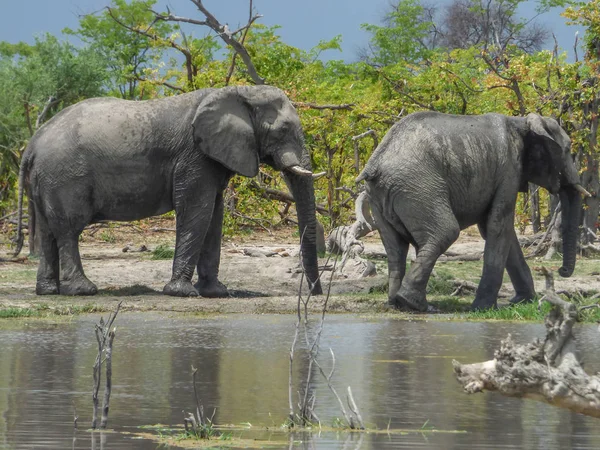 Afrikanska Elefanter Naturliga Habitat Dricksvatten Sjön Tropiska Landskap Savanna Botswana — Stockfoto