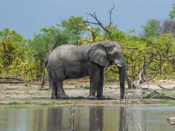 Elefantes Africanos Habitat Natural Água Potável Lago Paisagem Tropical Savana — Fotografia de Stock