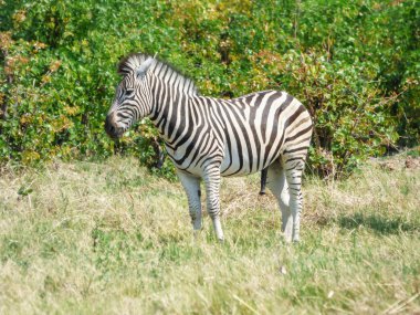 Doğal yaşam alanı, tropik, savana, Botswana Afrika zebra