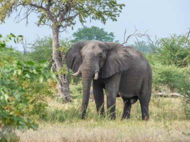 Doğal yaşam alanı, tropik, savana, Botswana Afrika fili