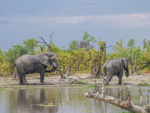 Elefantes Africanos Habitat Natural Água Potável Lago Paisagem Tropical Savana — Fotografia de Stock