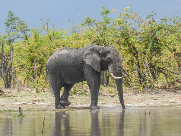 Afrika Filleri Doğal Yaşam Alanı Içme Suyu Gölü Tropik Savana — Stok fotoğraf