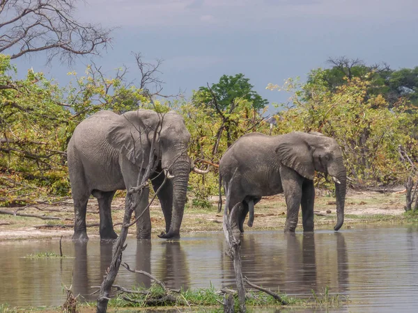 Afrika Filleri Doğal Yaşam Alanı Içme Suyu Gölü Tropik Savana — Stok fotoğraf