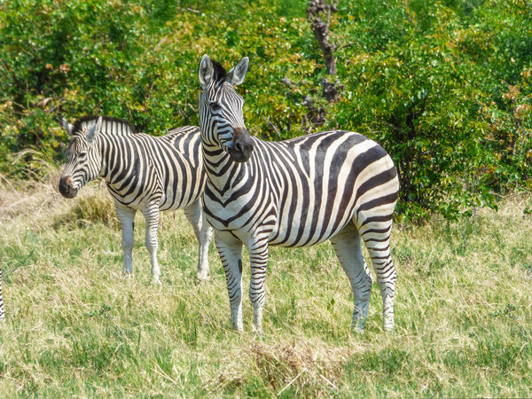 African zebra in natural habitat, tropical landscape, savanna, Botswana
