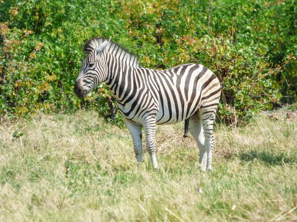 Afrikanisches Zebra Natürlichem Lebensraum Tropische Landschaft Savanne Botswana — Stockfoto