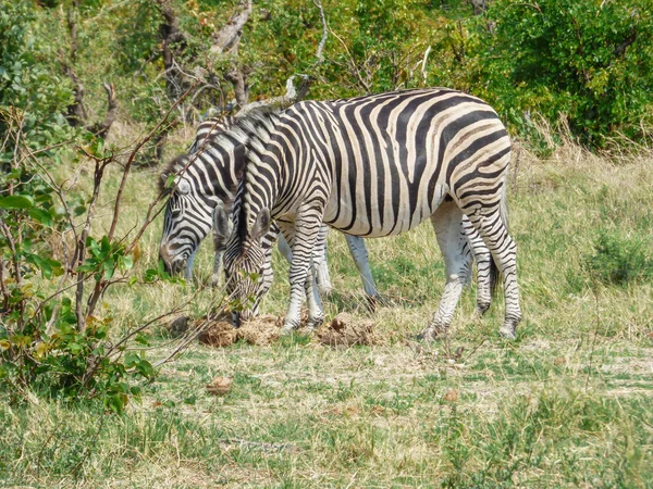 Africké Zebry Přirozeném Prostředí Tropické Krajiny Savany Botswana — Stock fotografie