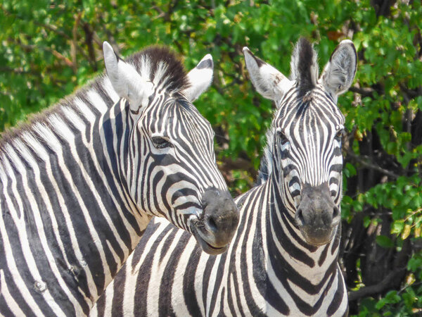African zebra in natural habitat, tropical landscape, savanna, Botswana