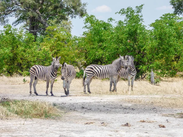 Африканская Зебра Естественной Среде Обитания Тропический Пейзаж Саванна Ботсвана — стоковое фото