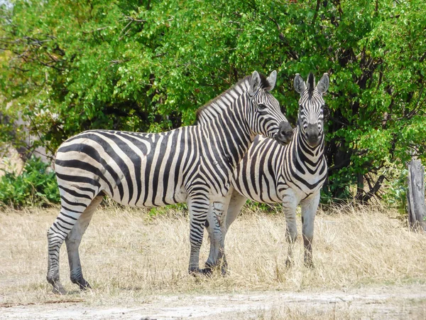 Zebra Africana Habitat Natural Paisagem Tropical Savana Botsuana — Fotografia de Stock