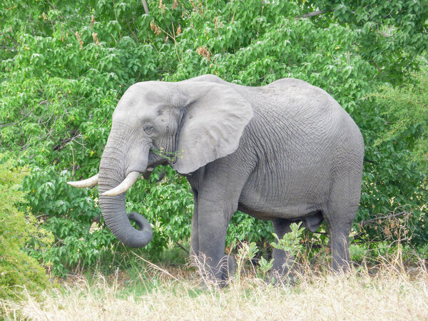 African elephant in natural habitat, tropical landscape, savanna, Botswana