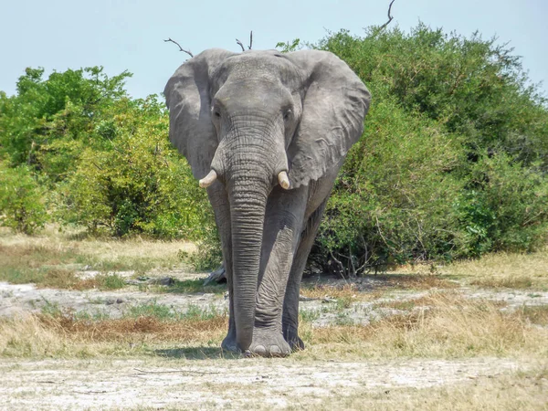 Elefante Africano Habitat Natural Paisagem Tropical Savana Botsuana — Fotografia de Stock