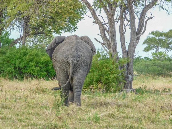 African elephant in natural habitat, back view tropical landscape, savanna, Botswana