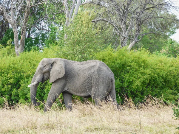 Elefante Africano Habitat Natural Paisagem Tropical Savana Botsuana — Fotografia de Stock