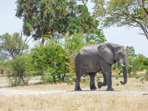 Elefante Africano Habitat Natural Paisagem Tropical Savana Botsuana — Fotografia de Stock