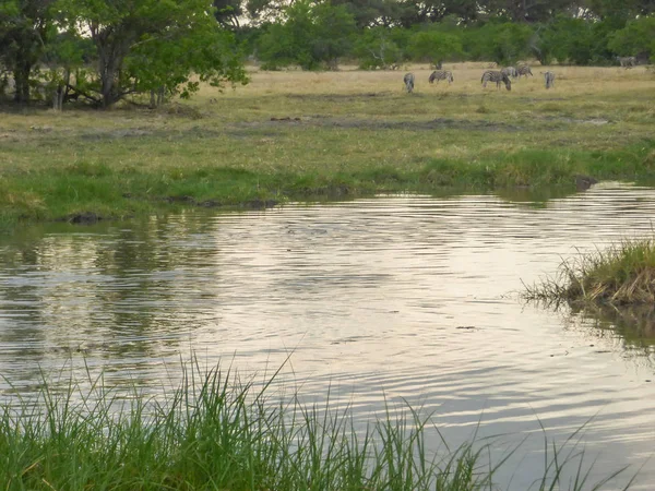 Safari theme, marshy landscape in river, islands with water lily vegetation and savanna with zebras on background, Botswana