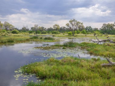 Safari tema, bataklık manzara nehir, bitki örtüsü ve savana Botswana'da arka plan olarak Adaları