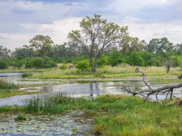 Safari theme, marshy landscape in river, islands with vegetation and savanna as background, in Botswana