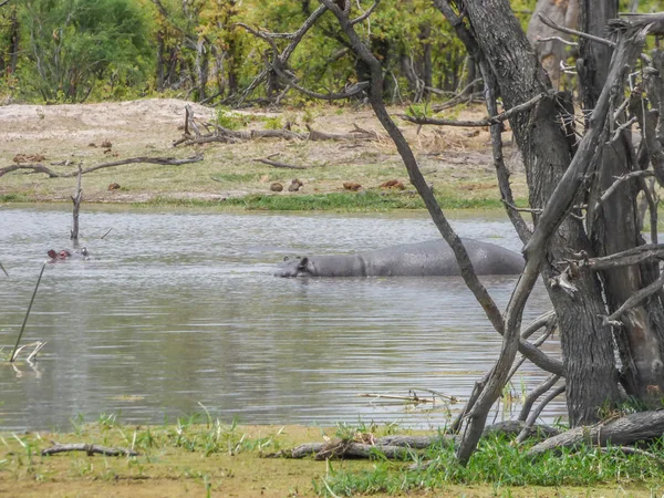 Hippopotame Africain Sur Rivière Détail Habitat Naturel Botswana — Photo