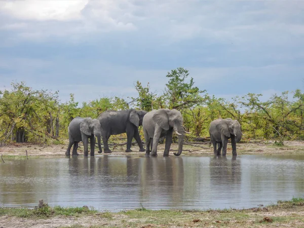 Afrika Filleri Doğal Yaşam Alanı Içme Suyu Gölü Tropik Savana — Stok fotoğraf