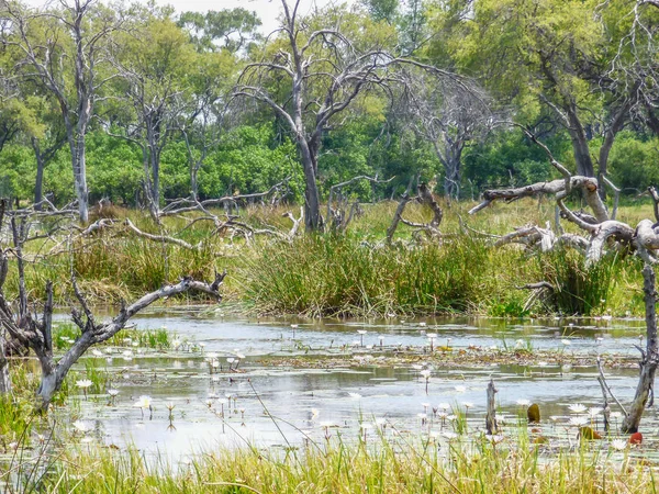 Safari Tema Bataklık Manzara Nehir Bitki Örtüsü Savana Botswana Arka — Stok fotoğraf