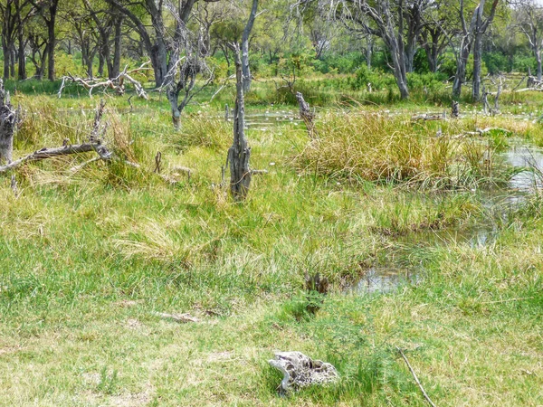 Safari theme, marshy landscape with vegetation and savanna as background, in Botswana