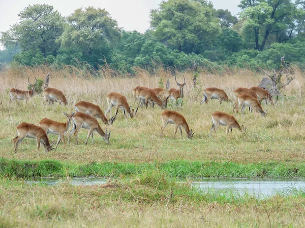 Impalas Africanos Aerpyceros Melampus Habitat Natural Paisagem Tropical Savana Botsuana — Fotografia de Stock