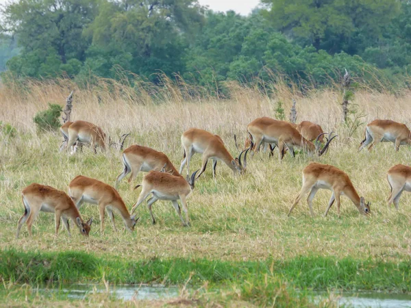 Afrikanska Impalor Aerpyceros Melampus Naturliga Livsmiljö Tropiska Landskap Savanna Botswana — Stockfoto