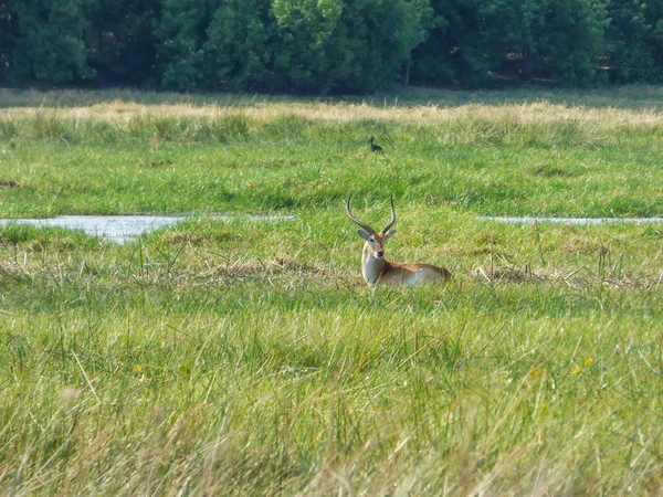 Afrikanische Impalas Allein Auf Dem Feld Aerpyceros Melampus Natürlichem Lebensraum — Stockfoto