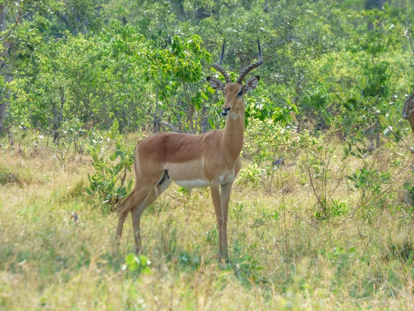 Impalas Africanos Sozinhos Campo Aerpyceros Melampus Habitat Natural Paisagem Tropical — Fotografia de Stock