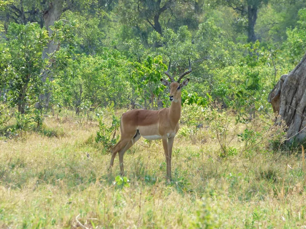 Impalas Africanos Sozinhos Campo Aerpyceros Melampus Habitat Natural Paisagem Tropical — Fotografia de Stock