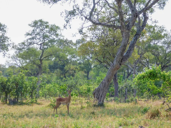 African Impalas Alone Field Aerpyceros Melampus Natural Habitat Tropical Landscape — Stock Photo, Image