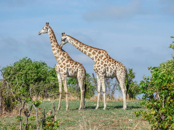 Safari theme, African Giraffes couple in natural habitat, tropical landscape on background, savanna, Botswana