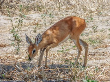 Safari tema, Afrika antilop, duiker doğal yaşam, savana, Botsvana