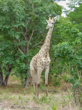 Safari tema, doğal ortamlarında, arka plan, savana, Botswana tropikal peyzaj Afrika zürafa