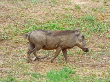 Afrika kahverengi yaban domuzu doğal yaşam alanı, tropik, savana, Botsvana