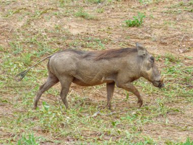 Afrika kahverengi yaban domuzu doğal yaşam alanı, tropik, savana, Botsvana