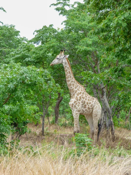 Tema Safari Giraffa Africana Habitat Naturale Paesaggio Tropicale Sullo Sfondo — Foto Stock