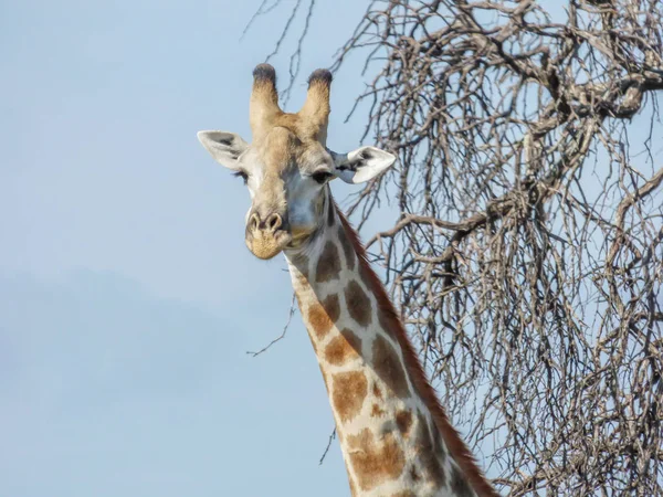 Tema Safari Giraffa Africana Habitat Naturale Dettaglio Primo Piano Savana — Foto Stock