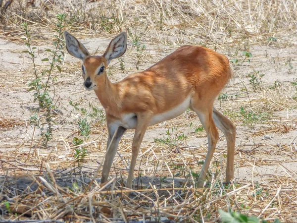 Safari Tema Afrikansk Antilop Dykare Naturliga Habitat Savanna Botswana — Stockfoto