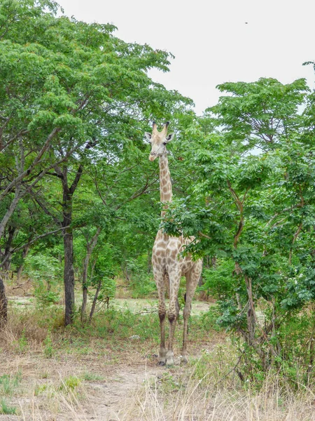 Tema Safari Giraffa Africana Habitat Naturale Paesaggio Tropicale Sullo Sfondo — Foto Stock