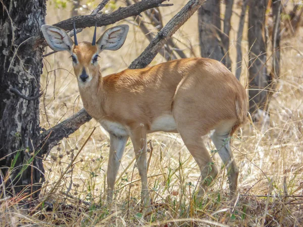 Safari Tema Afrikansk Antilop Dykare Naturliga Habitat Savanna Botswana — Stockfoto