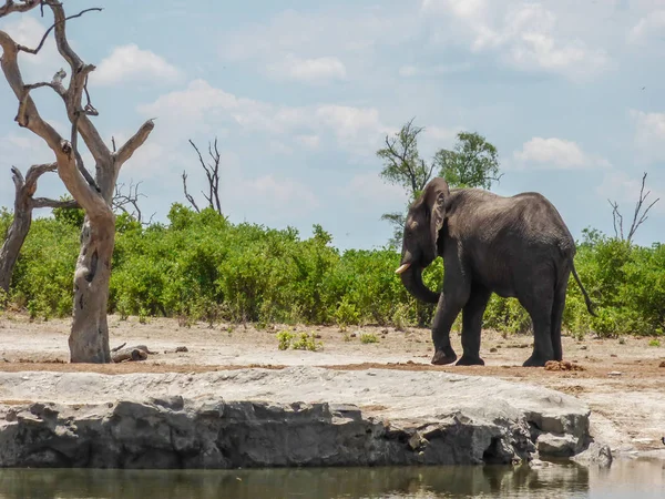 Elefante Africano Habitat Natural Vista Traseira Paisagem Tropical Savana Botsuana — Fotografia de Stock