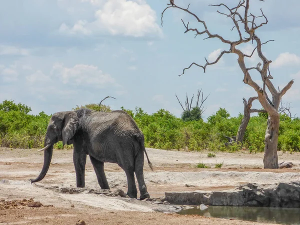 Doğal Ortamlarında Geri Afrika Fili Tropikal Peyzaj Savana Botswana Görüntülemek — Stok fotoğraf